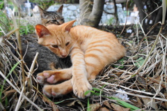 猫枕