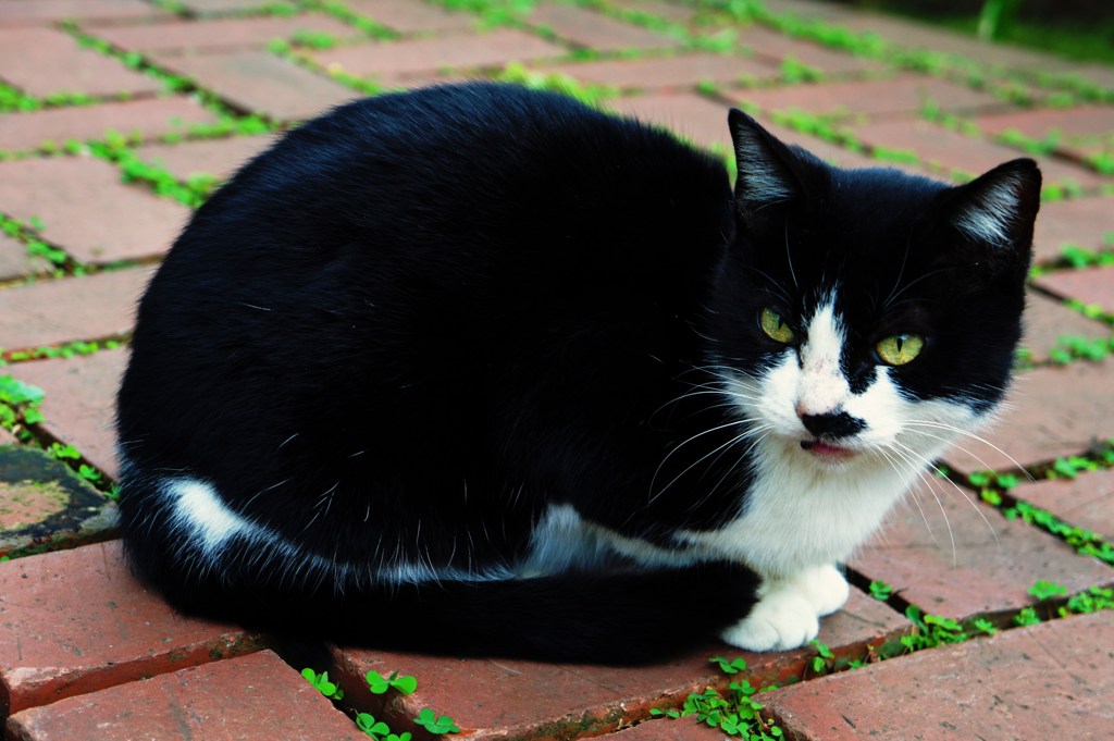 山手猫