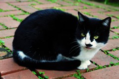 山手猫