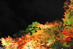 鎌倉長谷寺