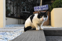 浜猫