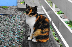 吉祥寺猫