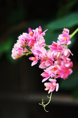 神代植物公園