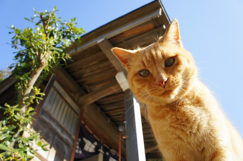 猫と神社