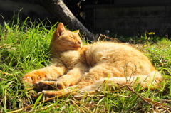 江ノ島猫