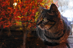 山手の猫