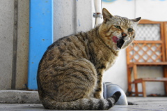 浜猫
