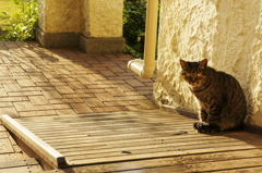 門番猫