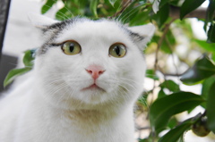 まちねこ