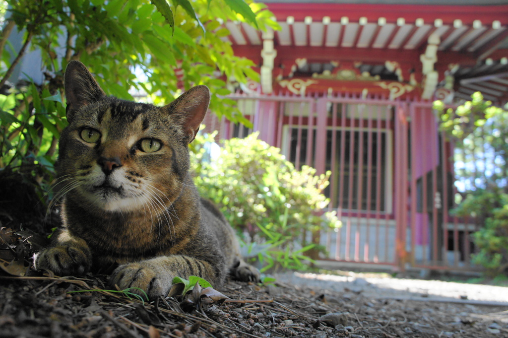 猫と神社２