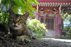 猫と神社２