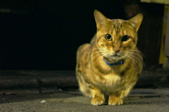 新宿ゴールデン街の猫