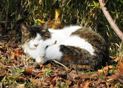 抱き枕ねこさん