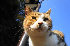江ノ島猫