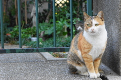 山手の猫