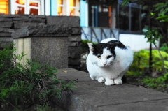 元町公園猫