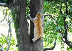 木登り猫