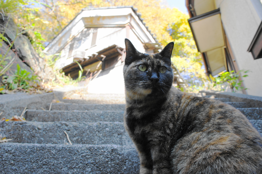 江ノ島猫