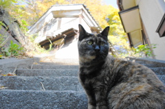 江ノ島猫