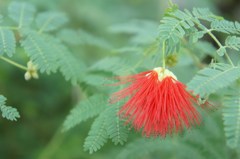 神代植物公園