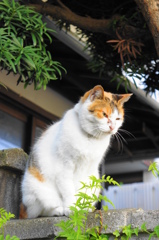 近所のノラ