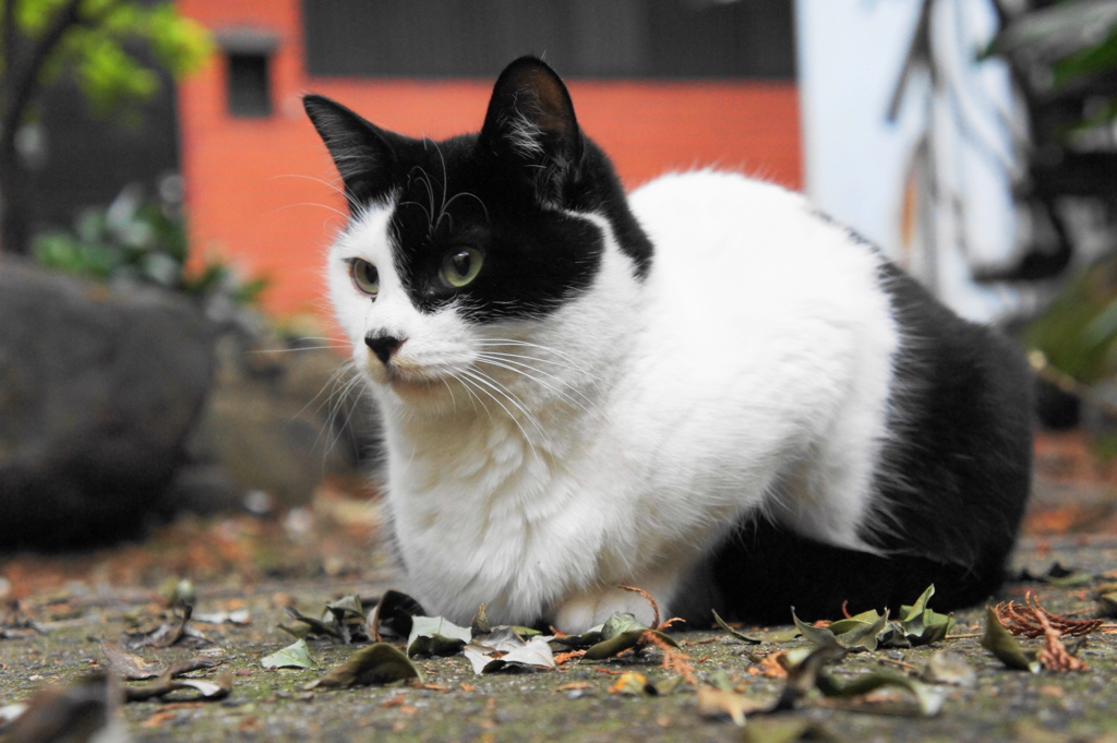 新宿の猫