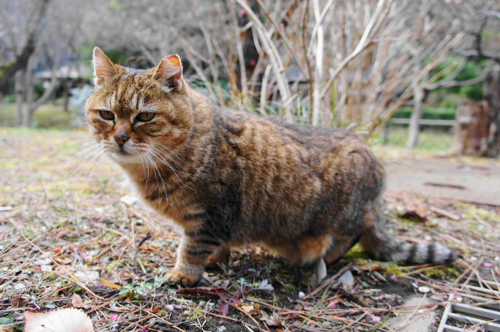 寸胴？ねこさん