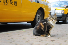 タクシーとねこさん