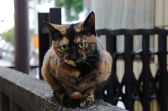 吉祥寺中道通り商店街猫