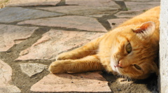 まちねこ