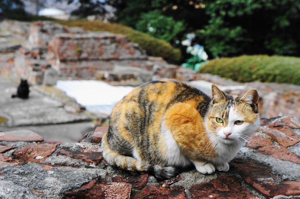 横浜山手のねこ