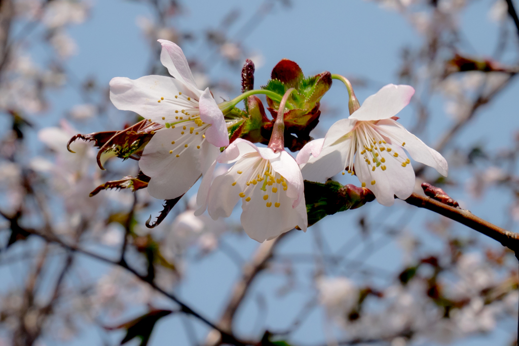 札幌　開花