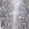 吹雪の並木道