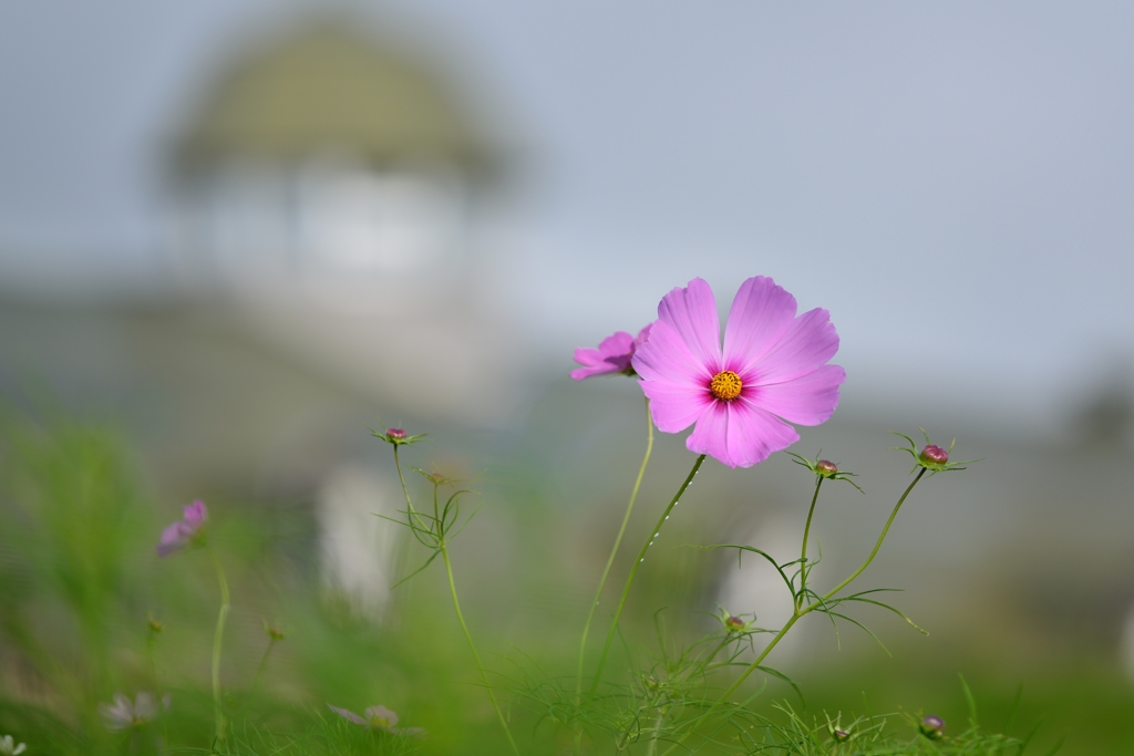 高原の秋桜