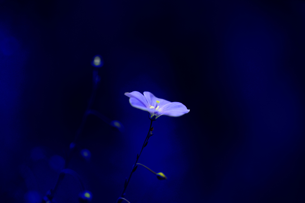 青に咲く花