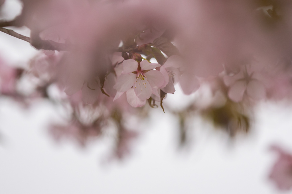 美瑛　包桜