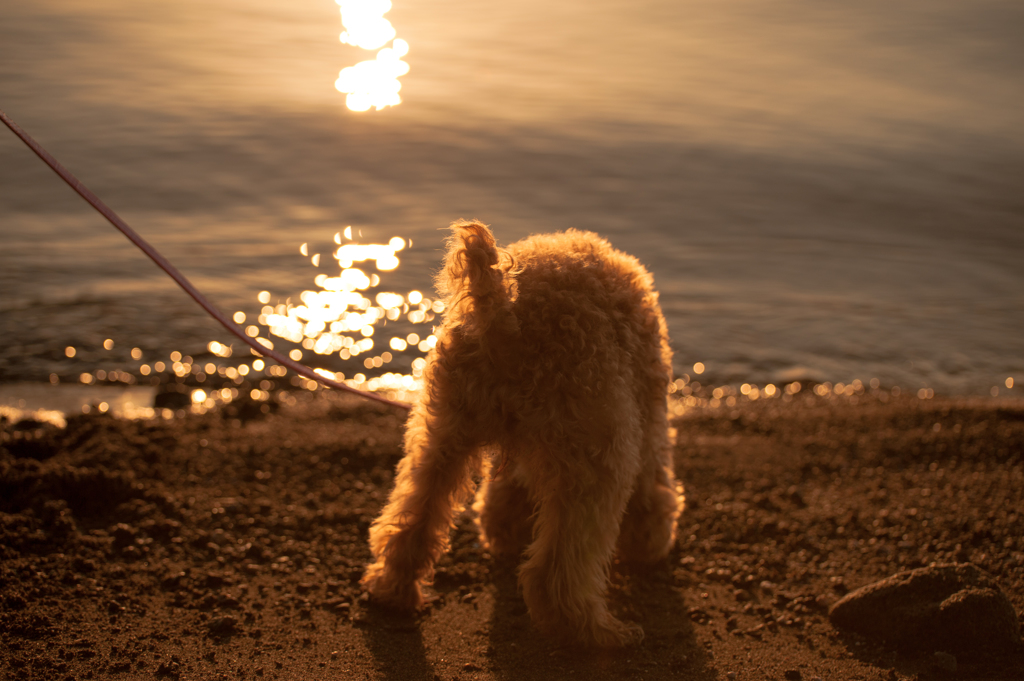 支笏湖に映る寒日の暖かい光