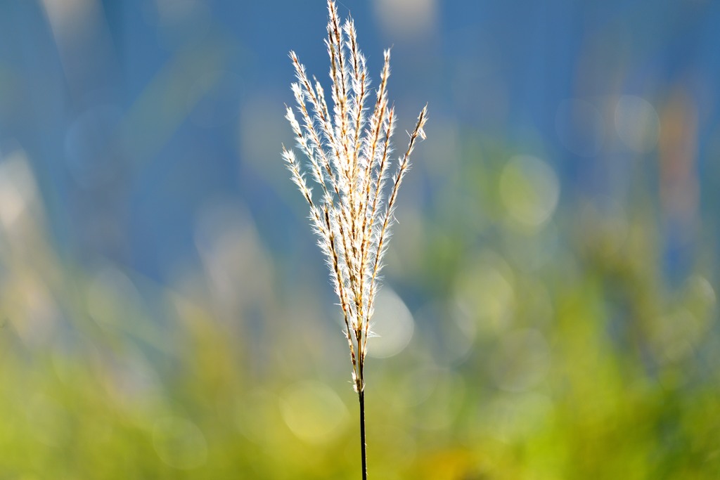 ススキ花