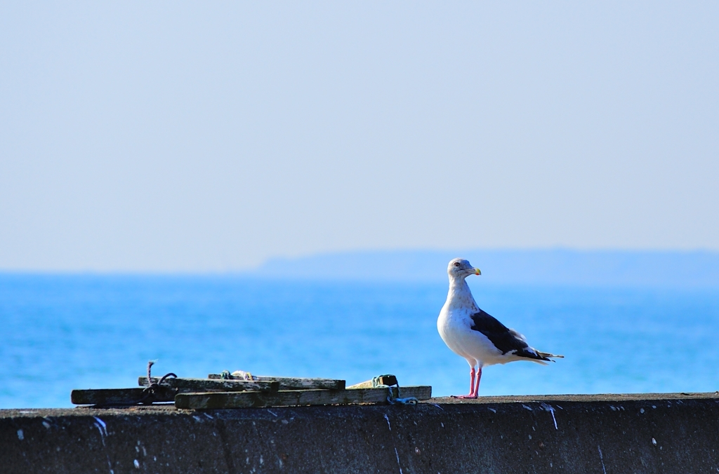 海鳥