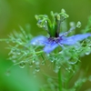 雨に咲いたしずく