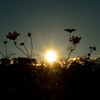 高原の陽を背に受けて　
