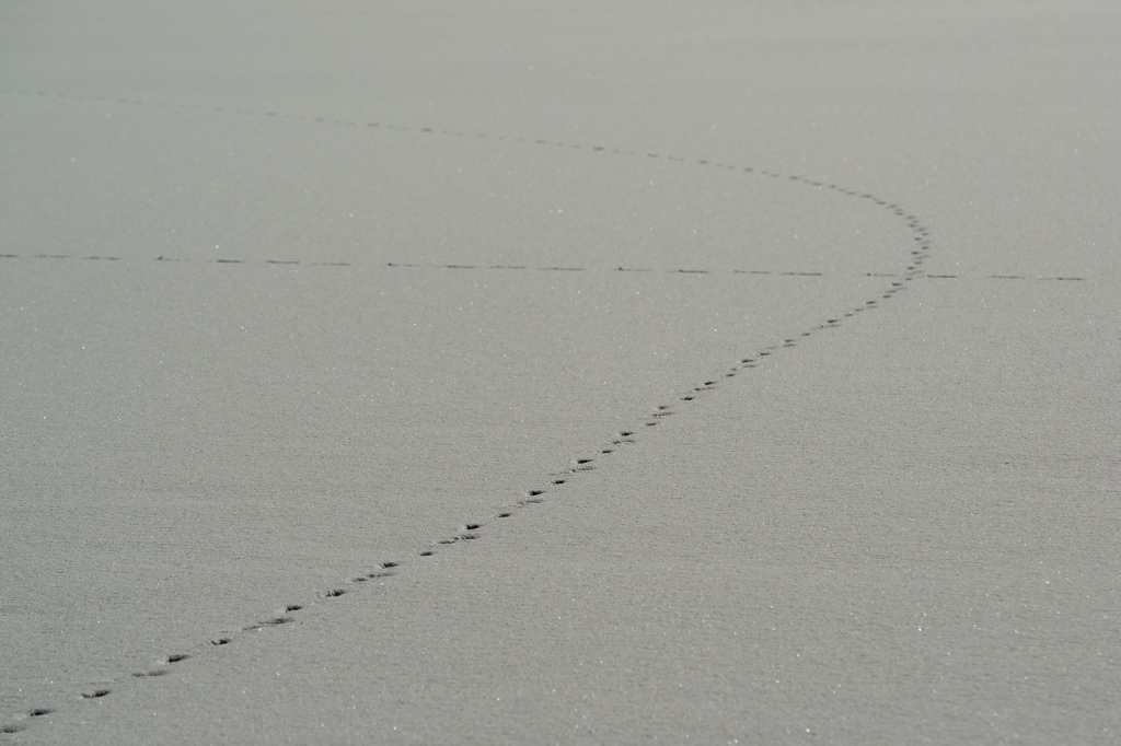 雪原の足跡
