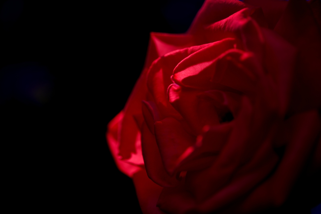 教会の薔薇