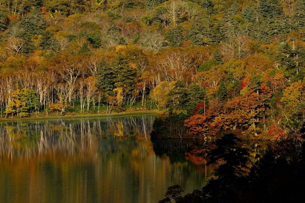 湖面の白樺