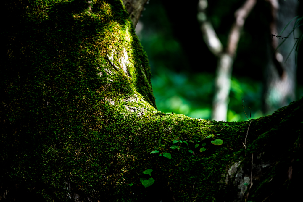 支笏湖巨木の森　緑の時