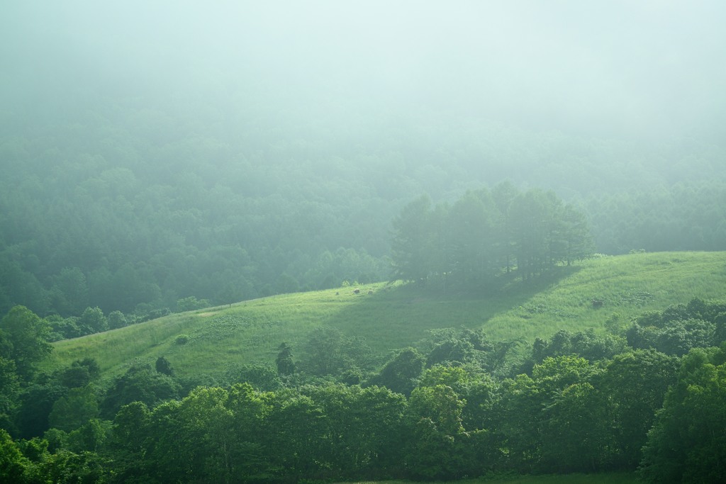 霧の朝から初夏への高原