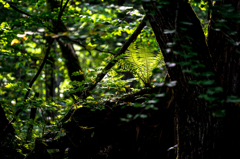 支笏湖巨木の森　明暗