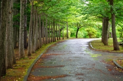 雨上がりの並木道