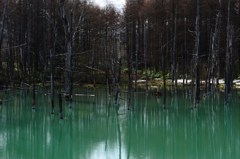 2012年美瑛　青い池