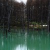 2012年美瑛　青い池
